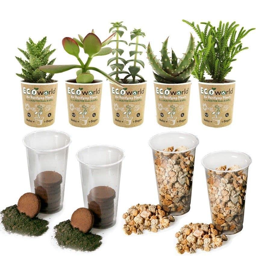 Ecoworld Sukkulent DIY Pflanzen Terrarium und Pflanzen im Glas Set - Set Mini Pflanzen: 5 Sukkulenten - Substrat - Erde